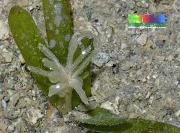 Image result for Thalassia hemprichii