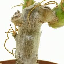 Image result for Kleinia schweinfurthii