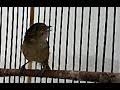 Suara kemade betina gacor terbukti ampuh untuk pikat dan memancing bunyi burung cit keres jantan by : Download Suara Burung Flamboyan Betina Mp3 3 5 Mb Kicau Siburung Com