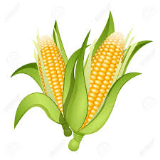 Two Ears Of Corn Isolated Ears Of Corn Corn Painting Corn On Cob