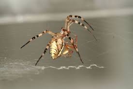 Citing rotten food, separating young cubs from their mothers, missing animals, and fraud, court cases aim to end. Male Spiders Let Mates Eat Them For Kids Sake Live Science
