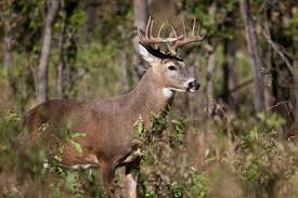 Best Deer Feeding Times For Trophy Buck 2019 Cabin Nation