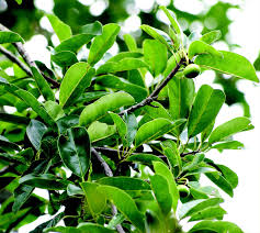 Image result for Mimusops elengi