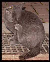 In veterinary medicine, miliary dermatitis is a multifocal distribution of skin lesions, with no identifiable pattern. Home Remedy For Cat Rashes Animals Mom Com