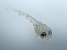 Betta Fry Growth Power Growing Fry Betta Source