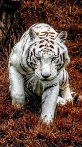 White Tiger Animais Selvagens Animais Silvestres Grandes Felinos