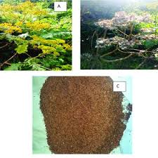 Image result for Solanecio sp.no.1