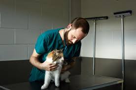 The most common symptoms of a knee sprain are pain and swelling. How Do I Tell If My Cat Is In Pain Battersea Dogs Cats Home