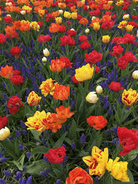Viele Gefullte Tulpen Unterpflanzt Mit Traubenhyacinthen Einfach Nur Frohlich Fruhlingsgarten Tulpen Blumenzwiebeln