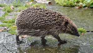 Hier verraten wir dir, welche nützlinge in deinem garten so anzutreffen sind, und wie du sie unterstützen kannst. Der Igel Im Garten