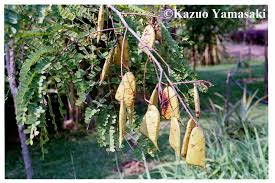 Image result for Caesalpinia sappan