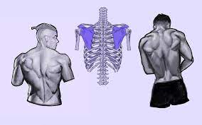 Note the shoulder joints are ahead of the spine! How To Draw The Human Back A Step By Step Construction Guide Gvaat S Workshop