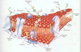 The cell membrane consists of a lipid bilayer, including cholesterols (a lipid component) that sit between. à¹€à¸¢ à¸­à¸« à¸¡à¹€à¸‹à¸¥à¸¥ Cell Membrane