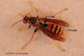 In fact, the species populating the u.k are actually social wasps. Pests Pest Taxonomy Ids Insects Pacific Polistes Hornets Ident Nz Cook Is Pestnet
