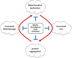 Pharmaceuticals Free Full Text New Perspectives In Iron Chelation Therapy For The Treatment Of Neurodegenerative Diseases Html