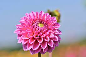 Download 4k wallpapers of best flowers, roses, tulips, lotus, lily, poppy, dahlia, cherry blossom for desktop & mobile phones in high quality hd, 4k, 5k resolutions. 006 Best Dahlia Flower Wallpaper 4k Resolution Best Flower Wallpaper Hd 4k 3840x2560 Wallpaper Teahub Io