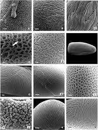 Image result for Dioscorea cochleari-apiculata