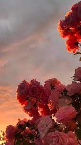 Maybe you would like to learn more about one of these? Pink Flowers Aesthetic Wallpapers Top Free Pink Flowers Aesthetic Backgrounds Wallpaperaccess
