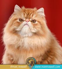 القط الفارسي persian cat cats most beautiful animals