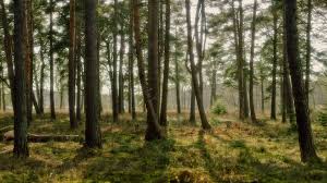 1844 Forest Hd Wallpapers Background Images Wallpaper Abyss Get new cb background to download, top new hd cb backgrounds for editing in picsart, lightroom, or photoshop full hd quality, latest cb beside this bokeh background movie poster backgrounds manipulation background picsart are also provided. 1844 forest hd wallpapers background