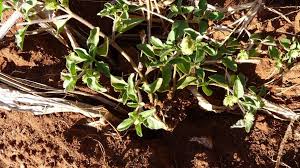 Image result for Acanthospermum australe