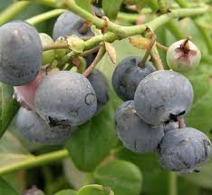 Image result for Vaccinium stanleyi