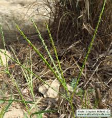Image result for Digitaria setifolia