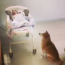 Harika Bebek Bakicisi Cute Baby Animals Funny Animal Videos Pets