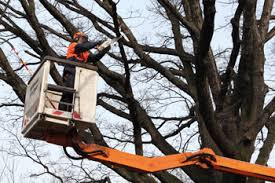 Unsere methoden sind schonend für ihren garten und ihre immobile. Baume Gefallt Wird Nur Mit Gutem Grund Berliner Mieterverein E V