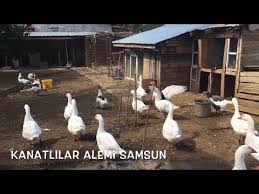 Tilkinin Kedi Ve Kazla Ekmek Kapma Mucadelesi Youtube