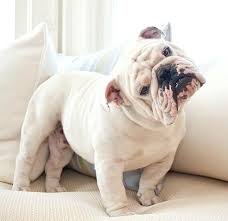 Pedrali presents furniture for contemporary workspaces at orgatec 2016. Furniture Surfing Why Your Dog Does It How To Curb Problem Behavior