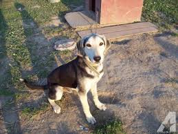 Make it the best it can be with inspiration and ideas from these 55 living rooms we love. Blue Tick Hound Puppy Petfinder