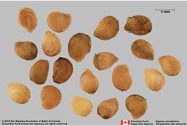 Image result for Solanum sp. A