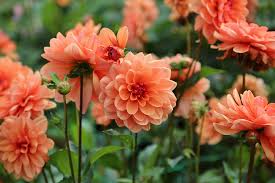 How To Overwinter Dahlias