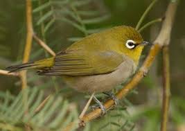 Garden Birds Of South Africa Pictures And Names Pin Na Doske Birds And Animals
