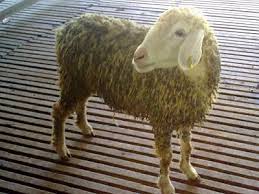 Check spelling or type a new query. Kambing Biri Biri