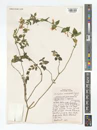 Image result for Dicliptera verticillata