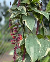 Image result for Thunbergia mysorensis
