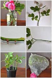 Have You Ever Tried To Grow A Rose From Cuttings I Have And I Ve Had Quite A Few Successes See Below I Thought I D Share Rose Cuttings Plants Growing Roses