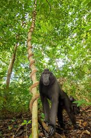 Sulawesi S Endemic Species Are Becoming Endangered Due To Deforestation The Island Lost About 80 Of Its Rainforest Animals Ape Monkey Primates
