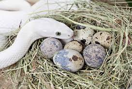 Extensive donor background checks & medical screenings. How Many Eggs Do Snakes Lay And How Many Survive Embora Pets