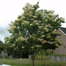 Native to northern japan size: Japanese Tree Lilac Syringa Reticulata In Inver Grove Heights Minnesota Mn At Gertens