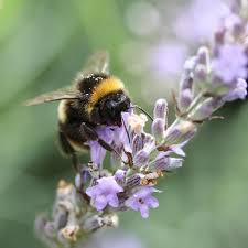 We did not find results for: Lavender Bee Bees Love Lavender Bushes Lavender Grows In Most Soil Types And Is Easy To Look After But Don T Over Prune Colou Bee British Bees I Love Bees