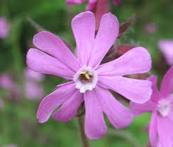 Rare flowers can be plants that only bloom under specific conditions or are only rarely found growing in the wild. 10 Of The Rarest And Most Beautiful Flowers In The World