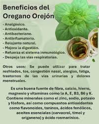 El orégano orejón (Plectranthus amboinicus) es una planta aromática con propiedades medicinales, como antiinflamatoria, antioxidante y antibacteriana. También es útil para mejorar la digestión, fortalecer el sistema inmunológico y aliviar dolores de