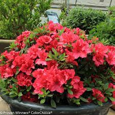 Bloom A Thon Red Reblooming Azalea Rhododendron X Azalea Shrub Plants Planting Flowers