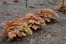 Coral bells heuchera coral bells plant front yard plants border plants flowers perennials shade plants shade garden flower beds garden planning. Mt Cuba Center Heuchera Spellbound Mt Cuba Center