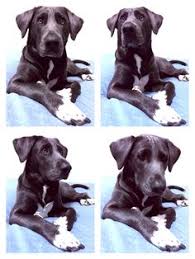 8 Best Animals Images Animals Dogs Great Dane Mix