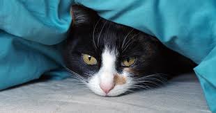 Read more about this common condition in cats here. Blocked Bladder In Cats Pdsa