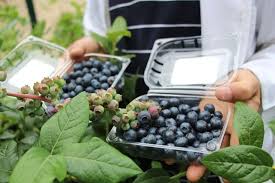 Kurutulmuş yaban mersininin leziz ve sağlıklı dünyasına kısa bir yolculuk! Yaban Mersininin Kilosunu 25 Liradan Satiyor Yaban Mersini Is Yasam Haberleri